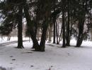 Choiny kanadyjskie w parku w Wydrznie zimą