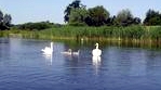Rodzina łabędzi niemych na jeziorze Mełno